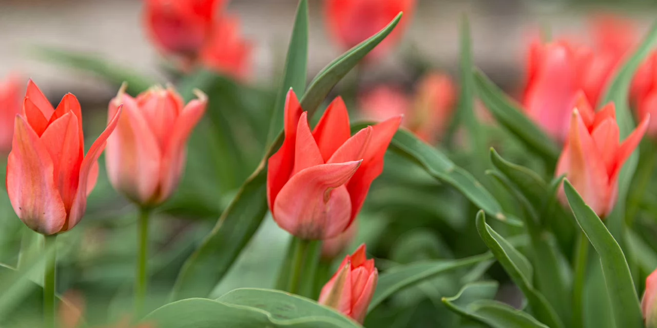Garden bed of tulips